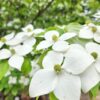 石濱神社のヤマボウシ