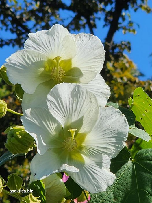 向島百花園