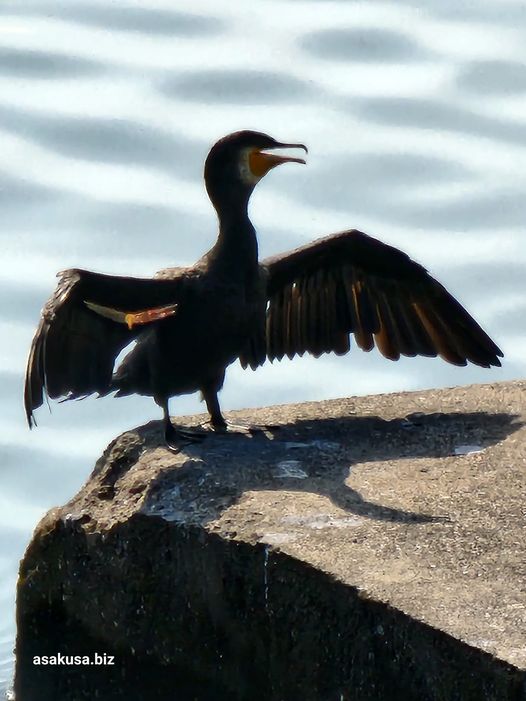 隅田川公園 浅草側