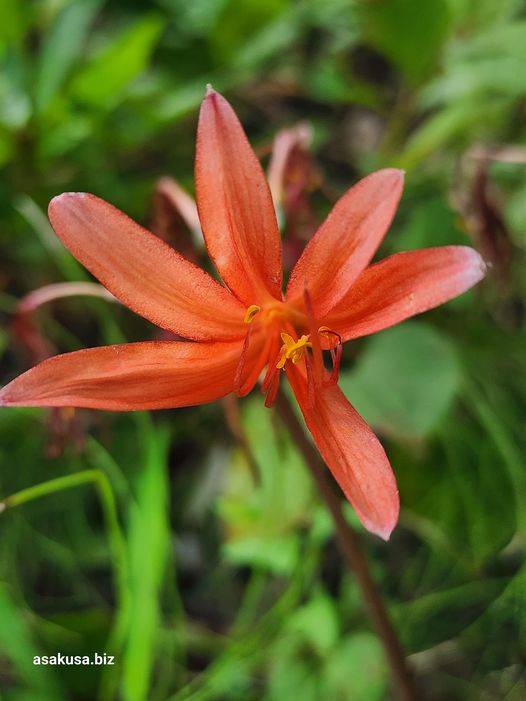 向島百花園