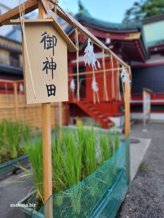 浅草神社