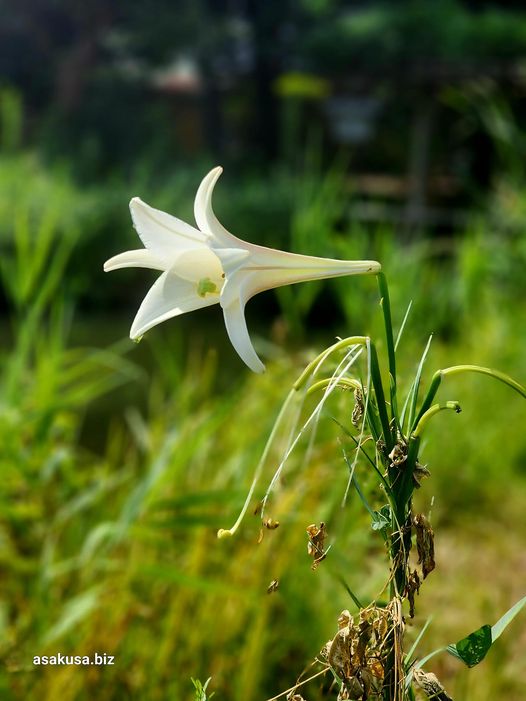 隅田川公園 浅草側