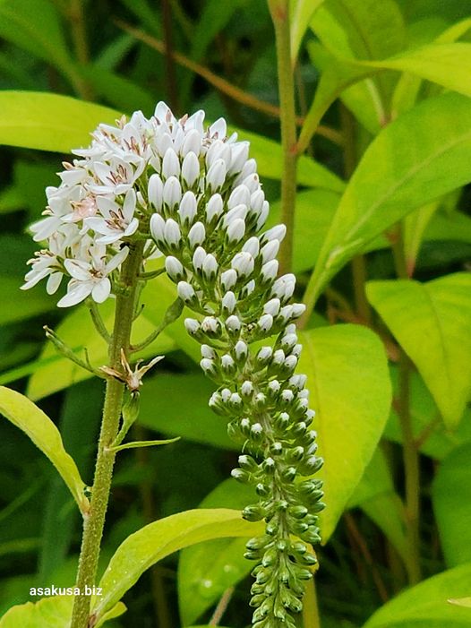 向島百花園