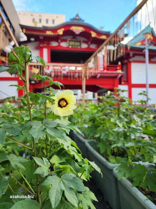 鷲神社