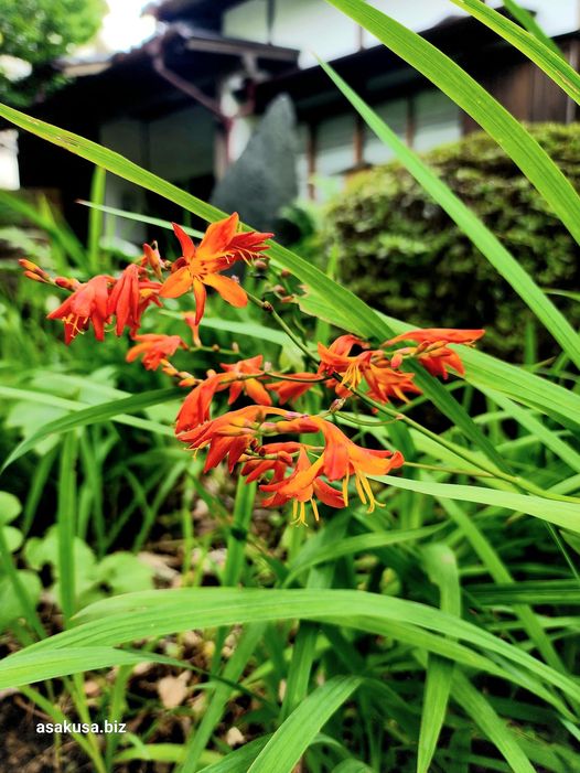 向島百花園