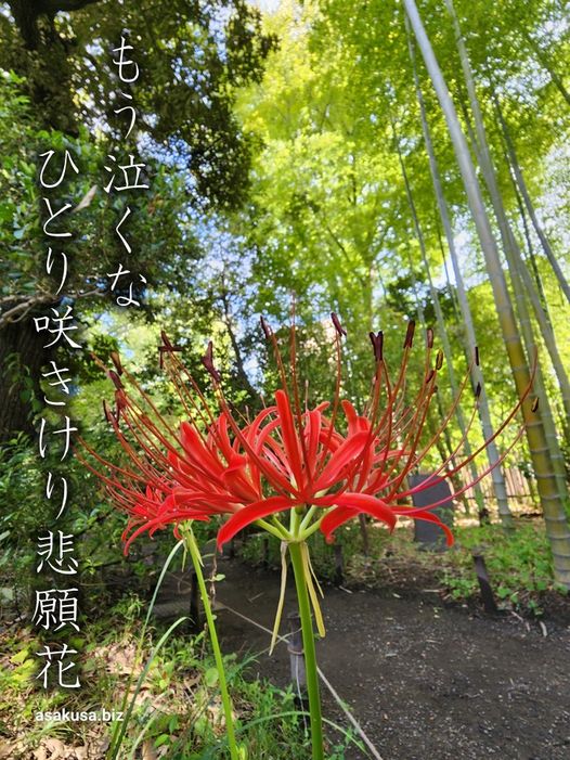 向島百花園