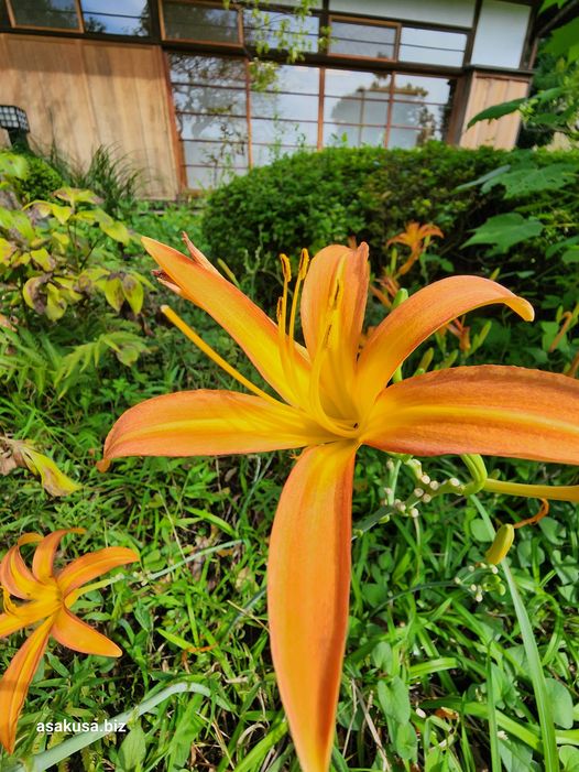 向島百花園