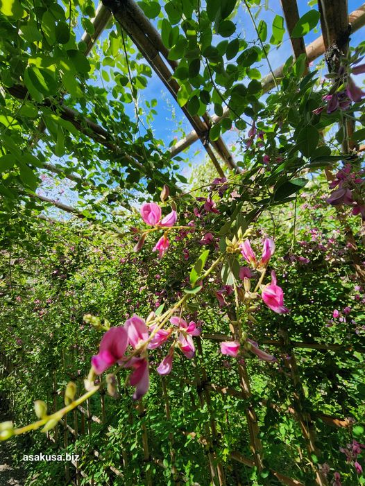 向島百花園