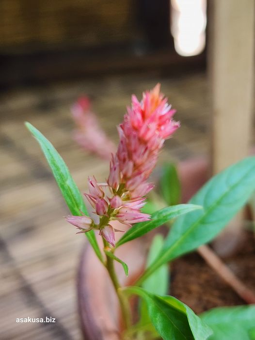 向島百花園